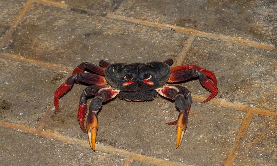 GECARCINUS RURICOLA CARE GUIDE - ZOMBIE LAND CRAB CARE — Indoor